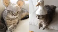 Potret Hiasan Topi dari Bulu Kucing Rontok Ini Menggemaskan (Sumber: designyoutrust)