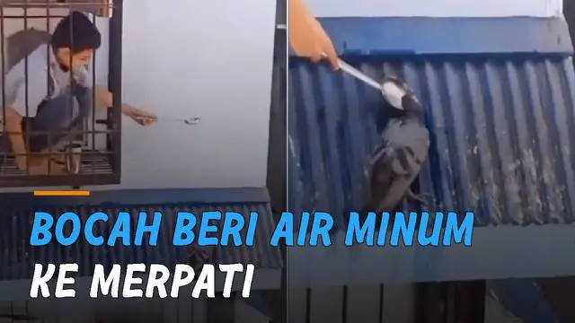 VIDEO: Momen Manis Bocah Beri Air Minum ke Merpati di Atap Rumah