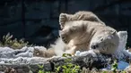 Beruang kutub Tonja mandi es yang disiapkan penjaga kandang Kebun Binatang Tierpark saat gelombang panas melanda Eropa, Berlin, Jerman, Selasa (7/8). (Paul Zinken/dpa/AFP)