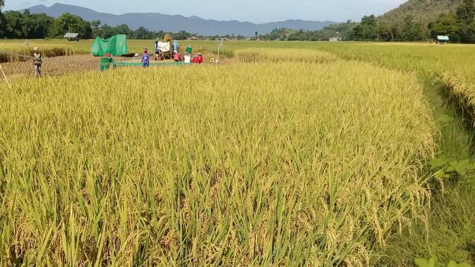 Meski Naik Nilai Tukar Petani Masih Di Bawah Titik Rendah