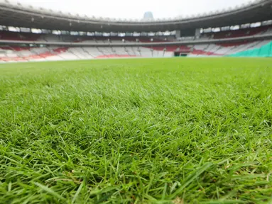 Kondisi terkini dari rumput Stadion Utama Gelora Bung Karno (SUGBK) di H-7 jelang pertandingan Timnas Indonesia kontra Jepang di Kualifikasi Piala Dunia 2026. (Bola.com/M Iqbal Ichsan)