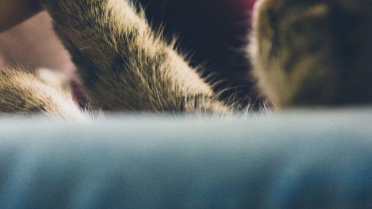 Cara Melatih Kucing Peliharaan agar Patuh