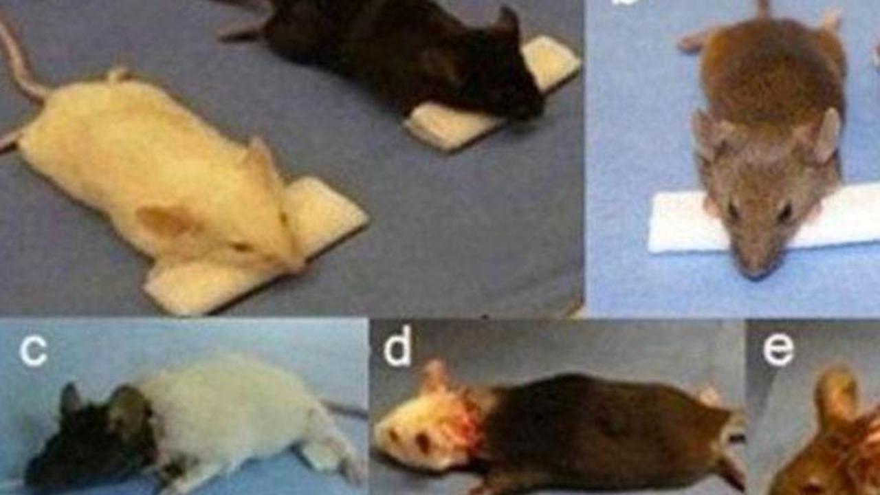 Ajaib, Dokter Ini Berhasil Cangkokkan Kepala Tikus ke Tikus Lain