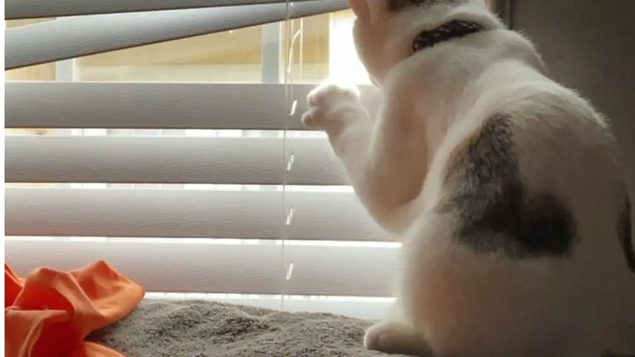 8 Potret Kocak Kucing Lagi Penasaran, Bikin Senyum Lihatnya