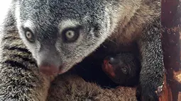 Anak kuskus beruang Sulawesi yang lahir pertama kalinya di penangkaran kebun binatang Wroclaw di Polandia, Selasa (5/6). Anak kuskus yang kemungkinan lahir enam bulan lalu itu sekarang lebih besar dan sering keluar dari kantong ibunya. (AFP/Wroclow Zoo)