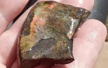 Dosen dan Mahasiswa Takjub, Temuan Fosil Kerang Berusia 300 Juta Tahun Lebih Tua dari Dinosaurus