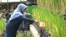 Jaenap dari Posyantek (Pos Pelayanan Teknologi Tepat Guna) Kreya Loka RPTRA Belimbing, Pasar Minggu, menyiram tanaman padi digalon Kamis (22/10/2026). Inovasi menanam padi dalam galon ini dilakukan sebagai upaya mendukung ketahanan pangan di lingkungan permukiman. Program yang digagas Jaenab  berhasil menghasilkan sekitar 70 kilogram gabah dari 350 galon pada panen perdana Maret 2026. (KLY/Budy Santoso)