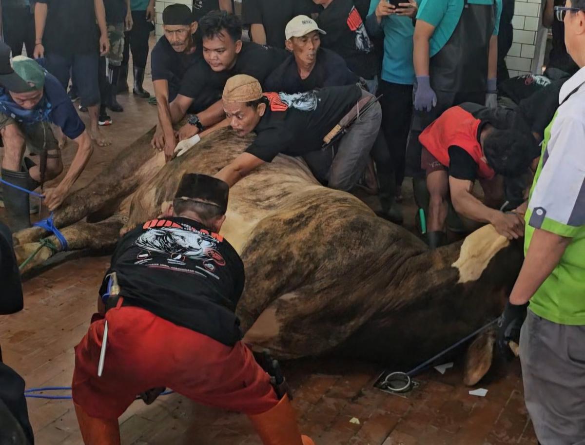 Sosok di Balik Penyembelih Sapi Jumbo Prabowo dan Gibran di Masjid Istiqlal