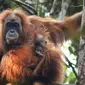 Orangutan Tapanuli, orangutan spesies baru asal Indonesia. (James Askew/Sumatran Orangutan Conservation Programme via AP)