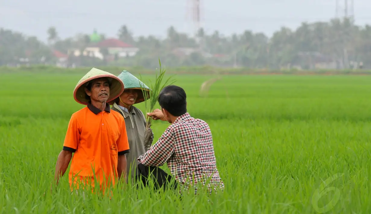 Jokowi tampak berbincang dengan para petani untuk menanyakan masalah yang ada di bidang pertanian. Jumat (13/6/14) (Liputan6.com/Herman Zakharia)