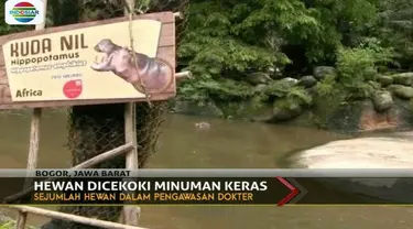 Pengelola Taman Safari Indonesia laporkan aksi dua pengunjung yang memberikan minuman keras terhadap sejumlah hewan.