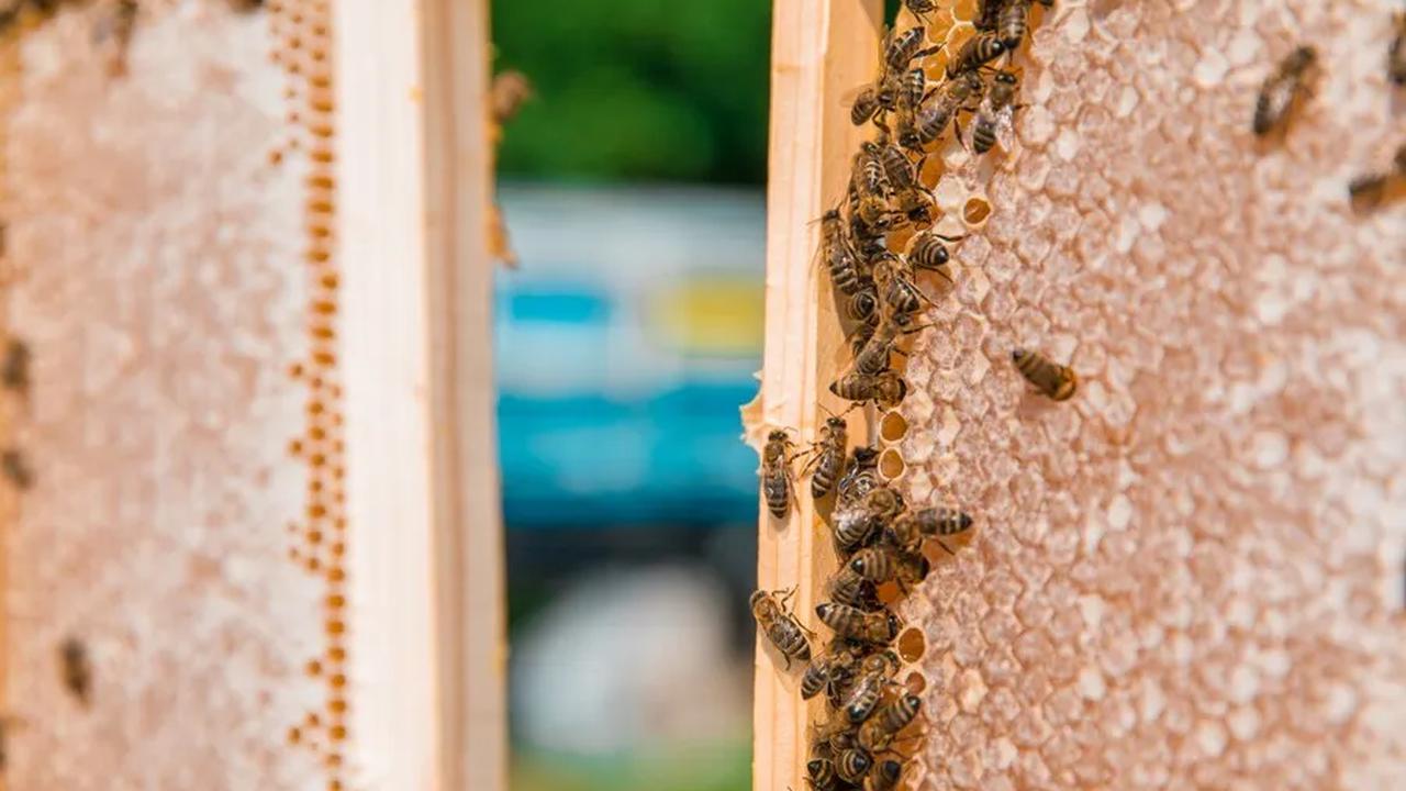 Apa itu Sarang Madu (Honeycomb)?