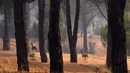 Rusa berlari menjauhi kebakaran hutan di dekat desa Cebreros, provinsi Avila, Spanyol, Senin, 27 Juli 2026.. (AFP/ Miguel Riopa)
