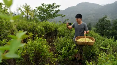 Penjual tanaman herbal membuat video promosi di ladang kamperfuli Jepang miliknya di Danfeng, Provinsi Shaanxi, China, 21 Juli 2020. Penjualan daring produk pertanian di wilayah itu mencatat kenaikan beberapa tahun terakhir berkat peningkatan infrastruktur e-commerce di pedesaan. (Xinhua/Liu Xiao)