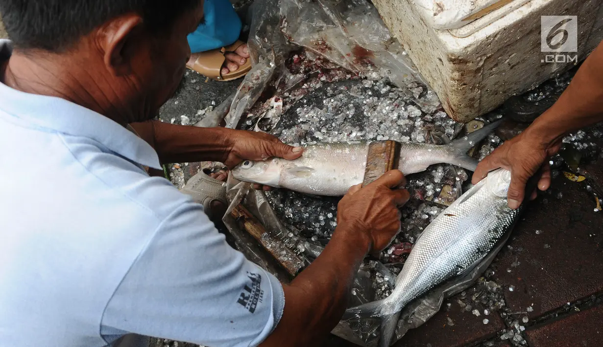 Pedagang membersihkan ikan bandeng di kawasan Rawa Belong, Jakarta, Senin (4/2). Jelang tahun baru Imlek penjual Ikan bandeng menjamur di Jalan Rawa Belong dan dibanderol harganya mulai dari Rp 50.000 per kilogram. (Liputan6.com/Herman Zakharia)