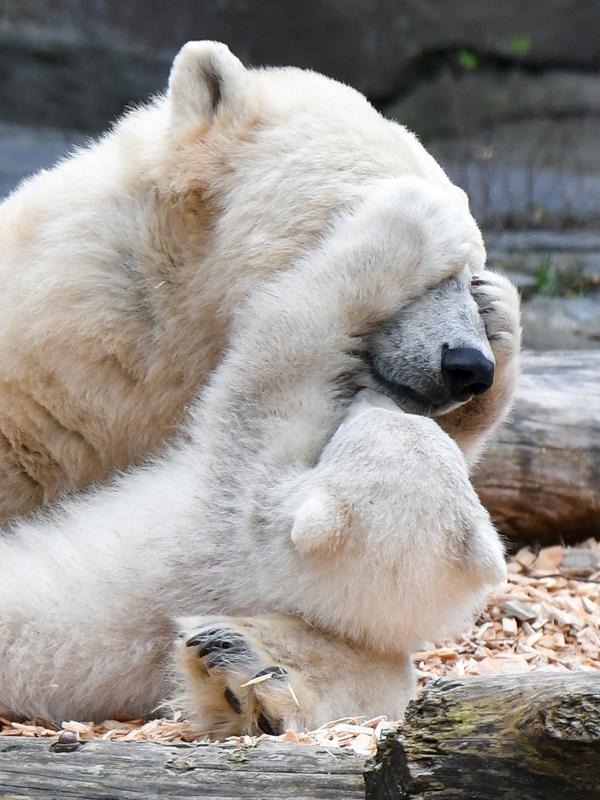 Seekor anak beruang kutub berinteraksi dengan induknya, Tonja, di kandang mereka di kebun binatang Tierpark, Berlin pada Selasa (26/3). Anak beruang kutub yang belum dinamai itu terlahir dalam keadaan tuli dan buta. (Photo by Jens Kalaene / dpa / AFP)
