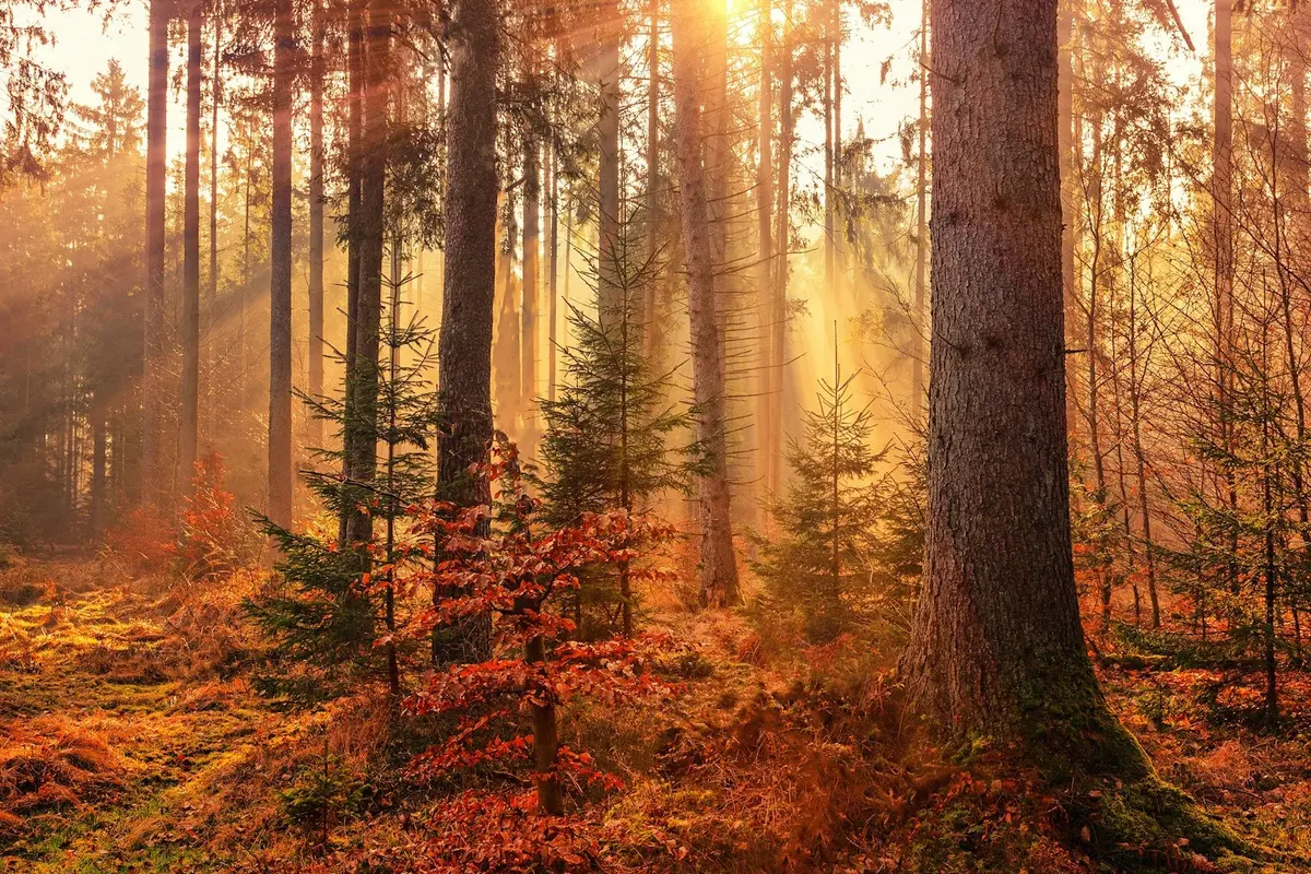 Autumn