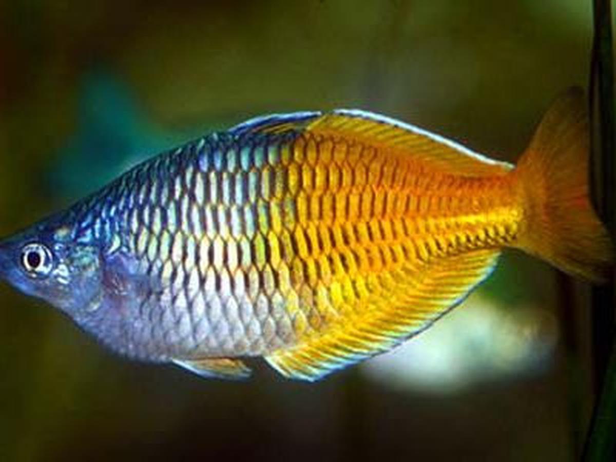 <b>Boeseman’s Rainbowfish (Melanotaenia boesemani)</b><br>
