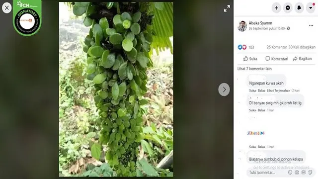 Gambar Tangkapan Layar Foto Daun Sisik Naga (sumber: Facebook)