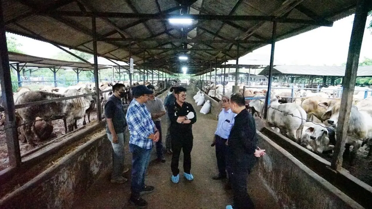 Mentan SYL: Ketersediaan Daging Sapi Jelang HKBN Terpantau Aman