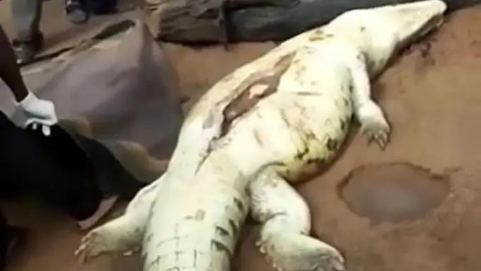 Saat Dibelek, Ada Bocah 8 Tahun di Dalam Perut Buaya Raksasa