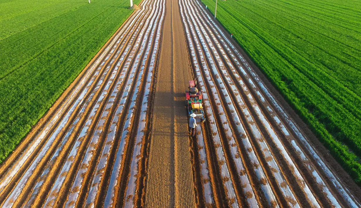 Petani menggunakan traktor menanam kacang tanah di sebuah ladang di Liaocheng, China (19/4). Liaocheng atau dikenal sebagai Kota Air, adalah kota tingkat prefektur di provinsi Shandong barat, China. (AFP Photo/China Out)