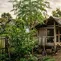 Pohon Dekat Kandang Ayam Kampung (created by AI)
