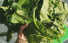 6 Olahan Kangkung Selain Tumis Praktis ala Rumahan, Ini Resepnya
