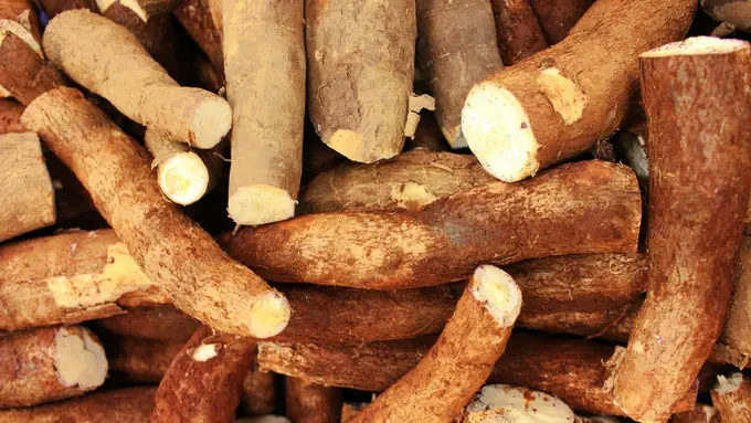 5 Manfaat Singkong untuk Kesehatan Tubuh