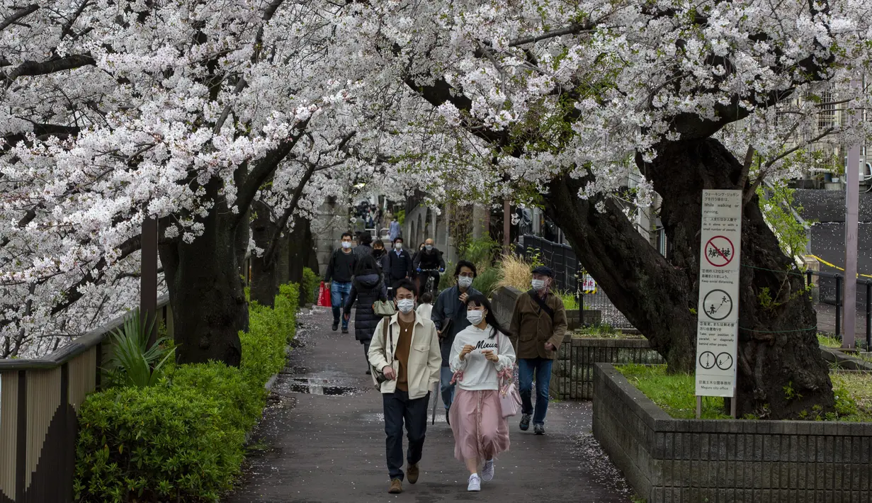 Orang-orang yang memakai masker pelindung untuk membantu mengekang penyebaran virus corona berjalan di bawah  bunga sakura Minggu 28 Maret 2021 di Tokyo, Minggu (28/3/2021). (AP Photo/Kiichiro Sato)