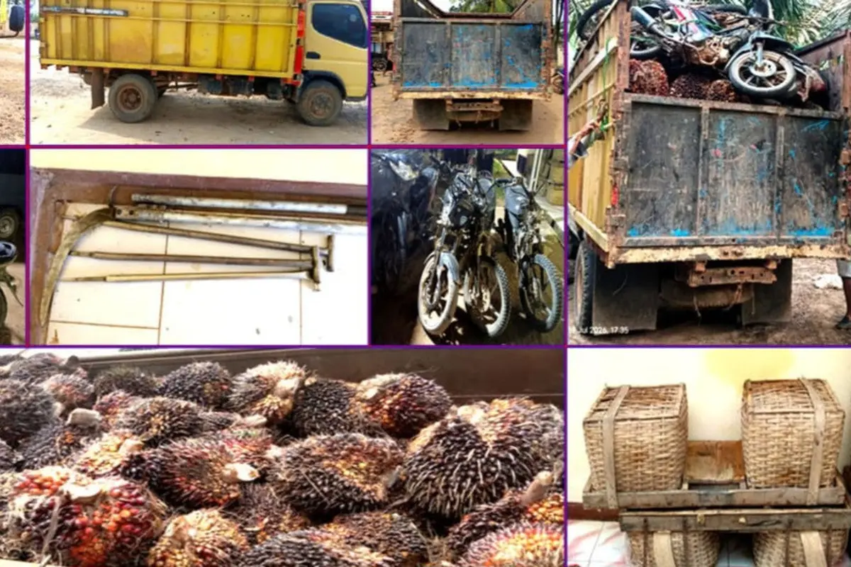 6 Petani Kepergok Curi 5,6 Ton Sawit di Lampung