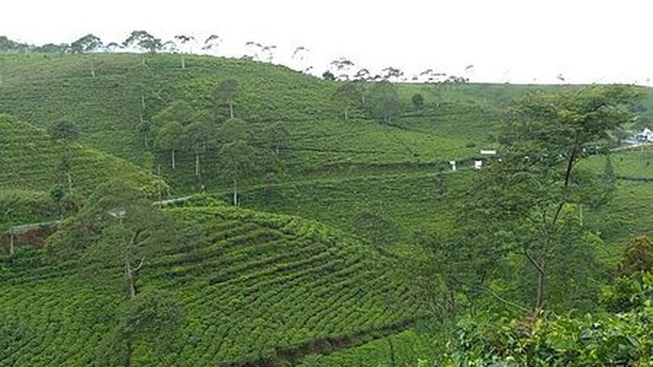 Perkebunan Teh Cipasung