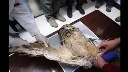 Dokter hewan saat memegang sayap kanan burung hantu elang yang menderita patah tulang di rumah sakit hewan Shenyang, provinsi Liaoning, Rabu (21/1/2015). Burung hantu jenis ini merupakan salah satu hewan yang dilindungi di Tiongkok (REUTERS/Stringer)
