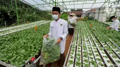 Santri memanen bayam usai memperingati Hari Santri Nasional di Kebun Gizi Hidroponik, Pesantren Hidayatullah Depok, Jawa Barat, Kamis (22/10/2020). Beragam sayur dikelola secara mandiri oleh para santri dengan nilai panen mencapai 1,2 ton atau sekitar Rp 20 juta per bulan. (merdeka.com/Arie Basuki)