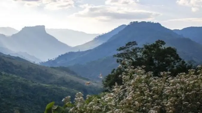 Gunung Abadi Phou Louey: Enam Fakta Unik dari Laos.
