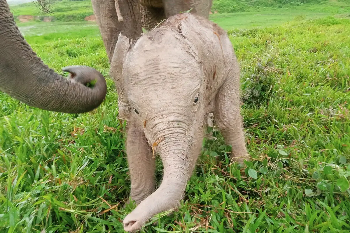 Taman Nasional Way Kambas Punya Bayi Gajah Sumatera Baru, Namanya Masih Dicari