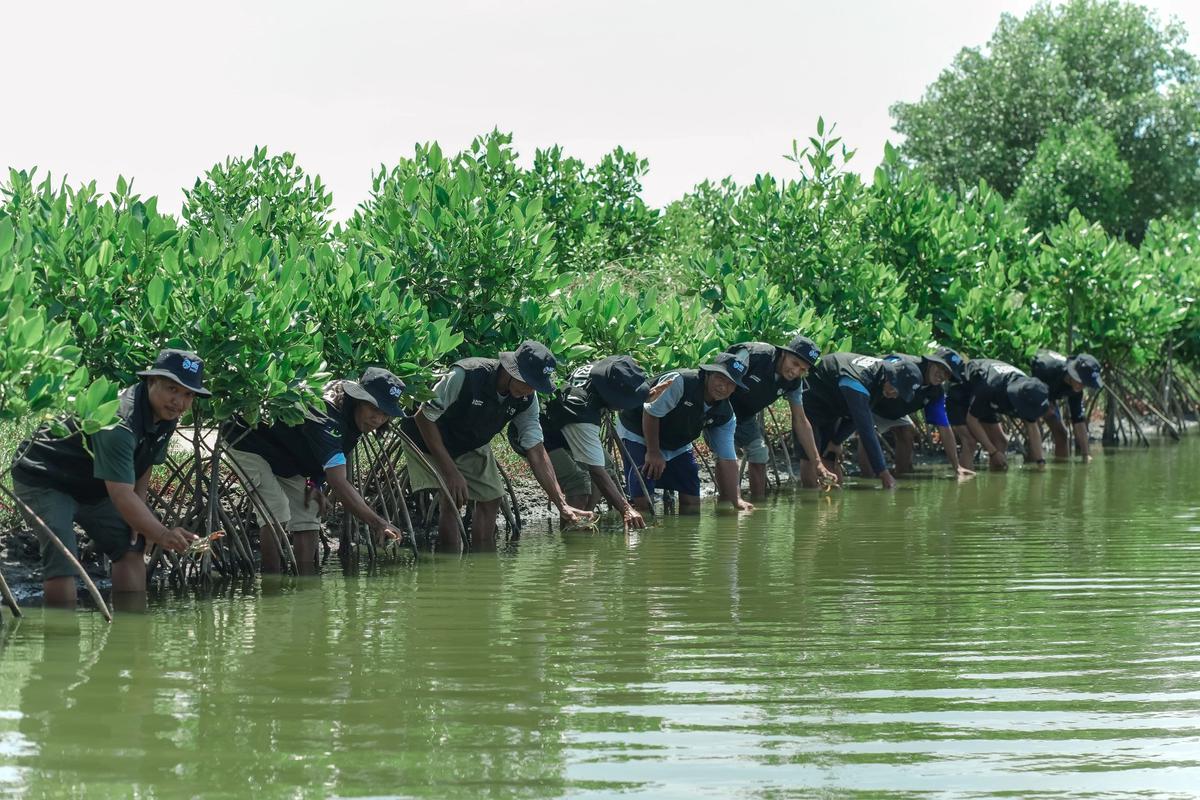 BRI Perkuat Komitmen Jaga Ekosistem Pesisir Lewat Penanaman Mangrove di Muara Gembong Bekasi