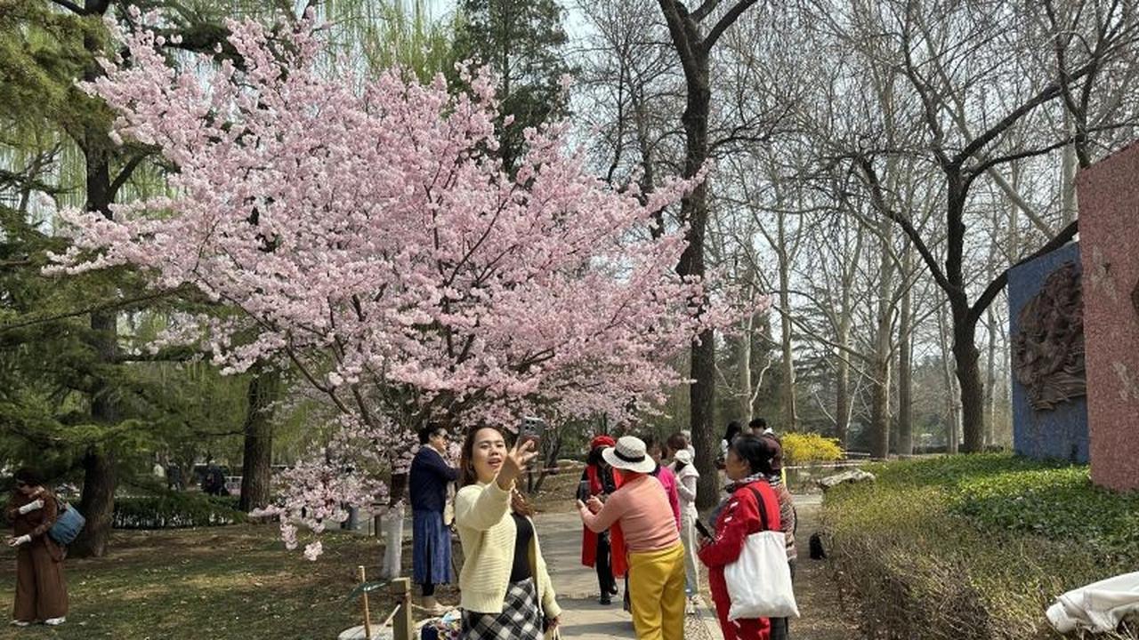 Pesona Sakura Beijing di Taman Yuyuantan, Magnet Wisatawan Asing dan Lokal