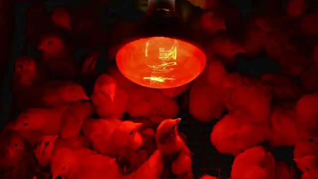 Lampu Pijar untuk Pengeraman