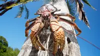 Kepiting kelapa atau umang-umang kenari bisa berkembang hingga 1 meter. (News.com.au)