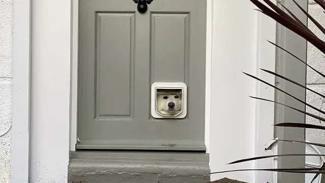 6 Potret Kocak Saat Anjing Bertingkah Konyol