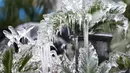 Es yang membeku di tanaman di Calo Farms LLC di Panama City, Fla (3/1). Cuaca ekstrem yang melanda daerah di AS membuat petani menyemprotkan air ke tanaman untuk membantu melindungi dari suhu yang sangat dingin. (Patti Blake/News Herald via AP)