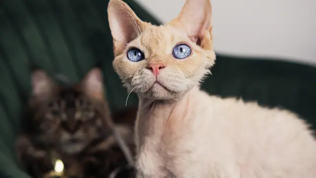 Devon Rex
