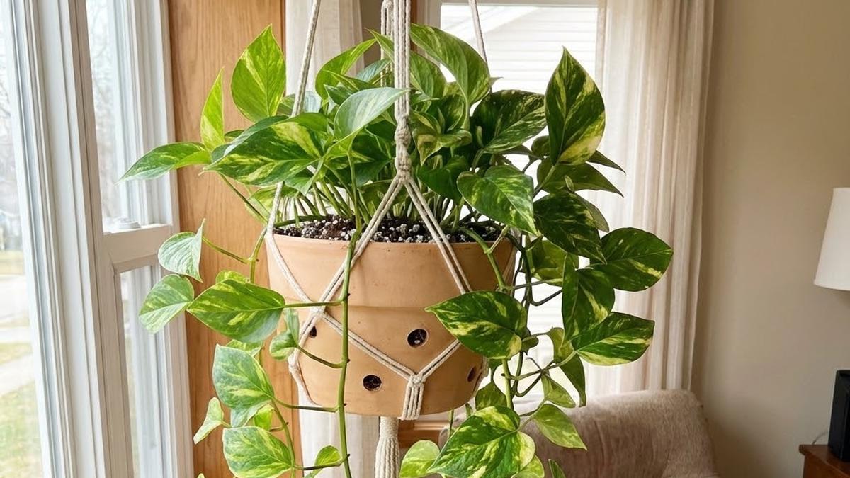 Cara Membentuk Tanaman Sirih Gading Jadi Unik dan Estetik untuk Dekorasi Rumah