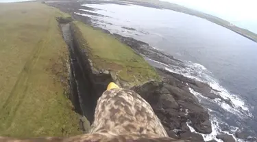Pria Inggris menaruh kamera di elang laut hingga hasilkan pemandangan spektakuler.