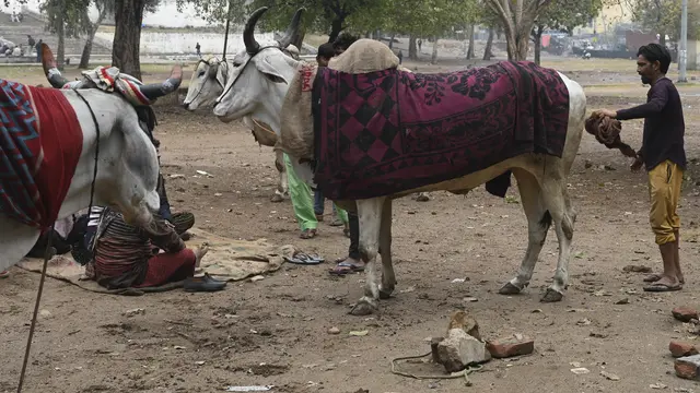 Warga India Lindungi Sapi dari Cuaca Dingin