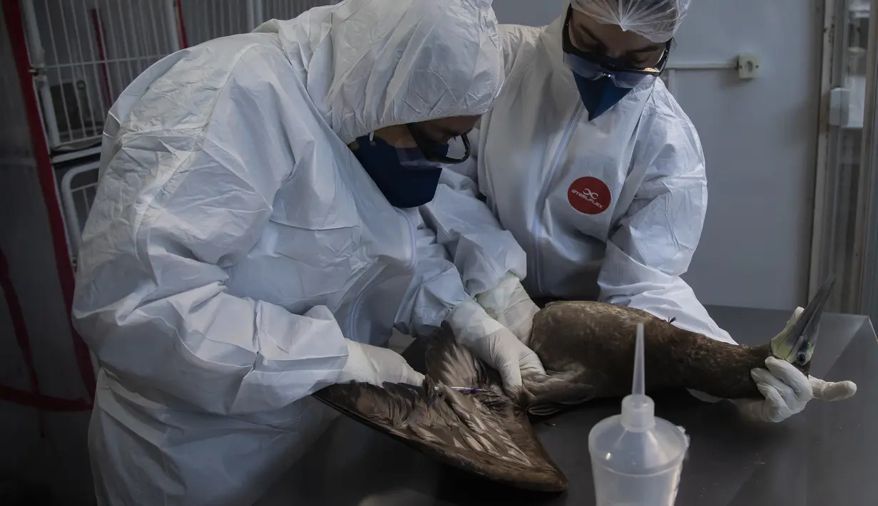 "Dua kasus virus influenza subtipe H5N1 terdeteksi pada burung liar dan seharusnya tidak memicu larangan impor produk unggas Brasil sesuai pedoman dari Organisasi Kesehatan Hewan Dunia (WOAH)," kata kementerian itu. (AP Photo/Bruna Prado)