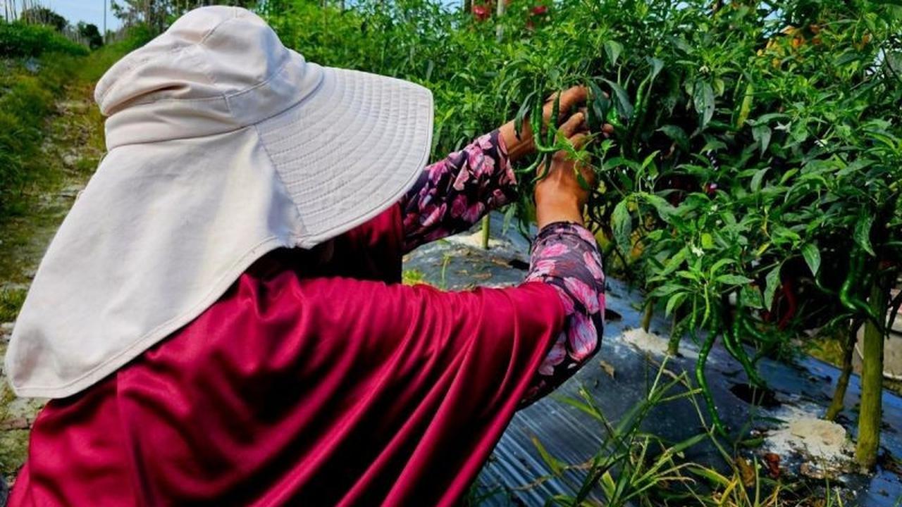 Bupati Natuna Dorong Peningkatan Produksi Tanaman Pangan Lokal Dukung Program MBG