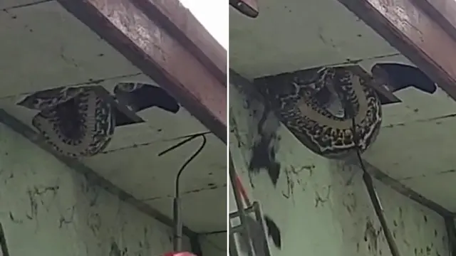 Bikin Merinding, Ini 6 Penampakan Sarang Ular di Plafon Rumah