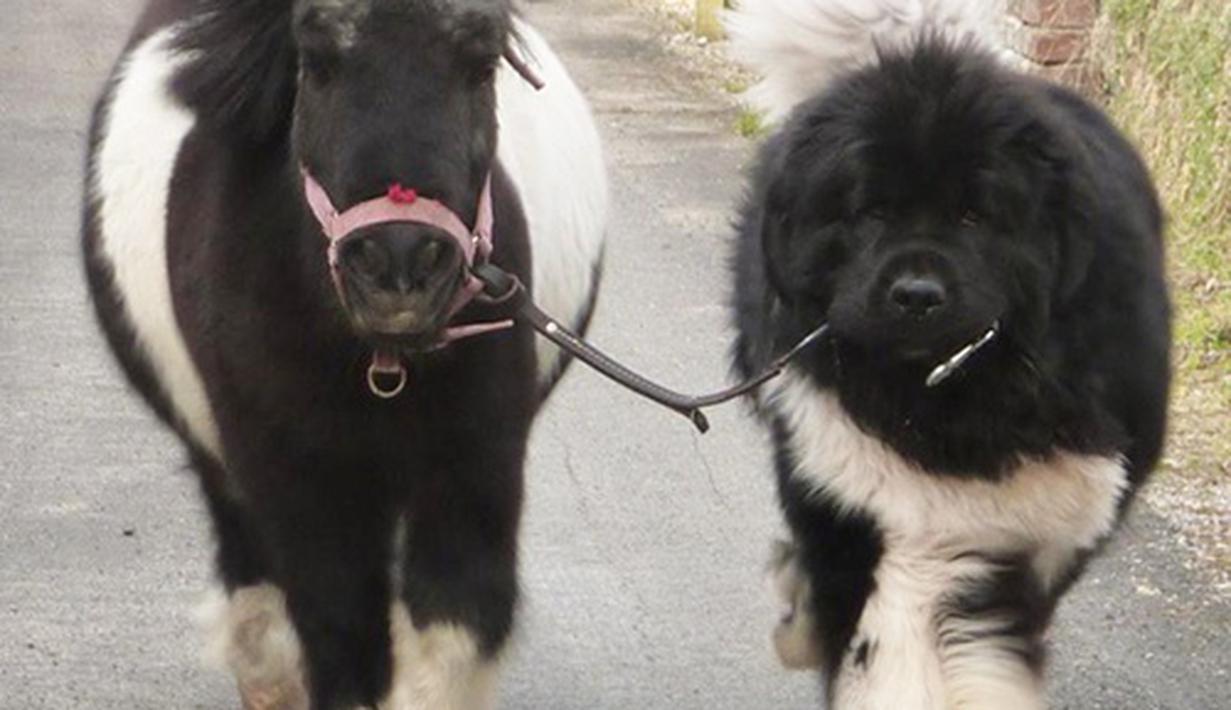 Anjing Raksasa Super Besar: Menggemaskan Atau Menakutkan? - Photo ...